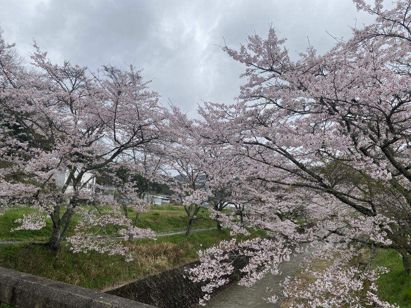 丹波篠山の桜が満開でした✨